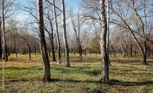 Autumn natural park on a sunny day.