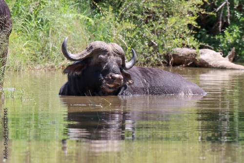 Kruger National Park: buffalo cooling off in a stream