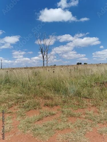 trees in the distance with clouds drifting past.
