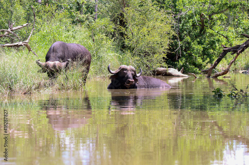 Kruger National Park: buffalo cooling off in a stream