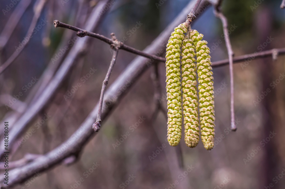 Yellow hazel flowers buds on a faded background. Yellow hazel flowers buds on a faded background.
