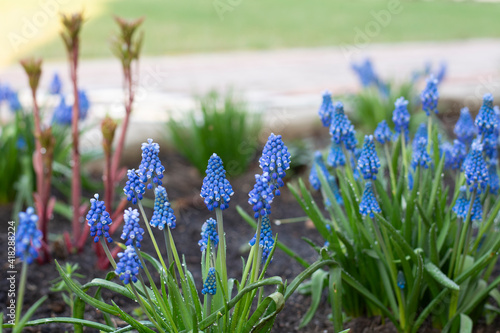 Blue flowers of muscari in the garden. Spring blooming