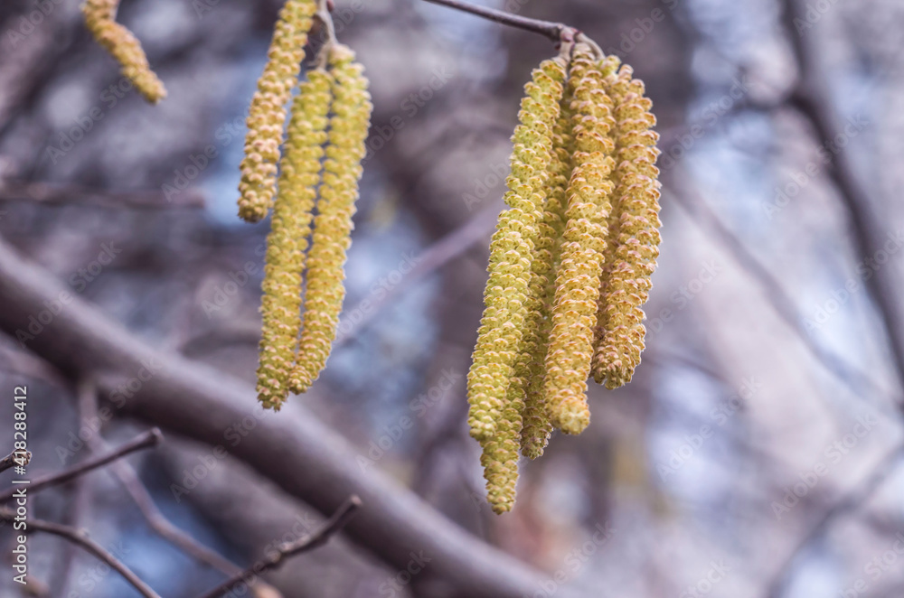 Naklejka premium Yellow hazel flowers buds on a faded background.