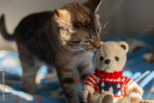 Striped cat, playing with his puppy