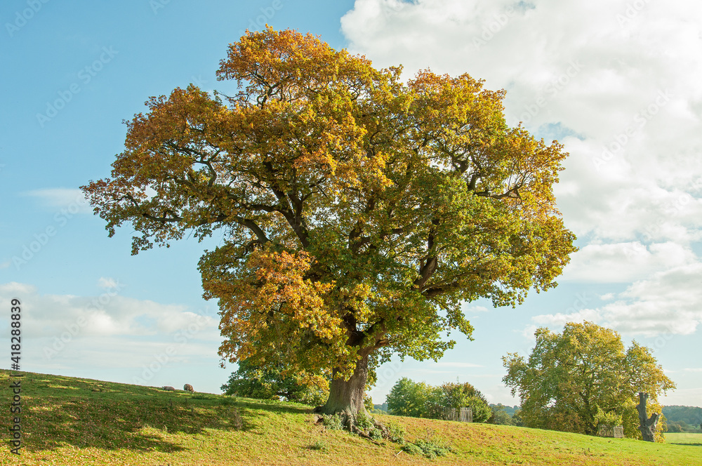 Oak tree in the autumn