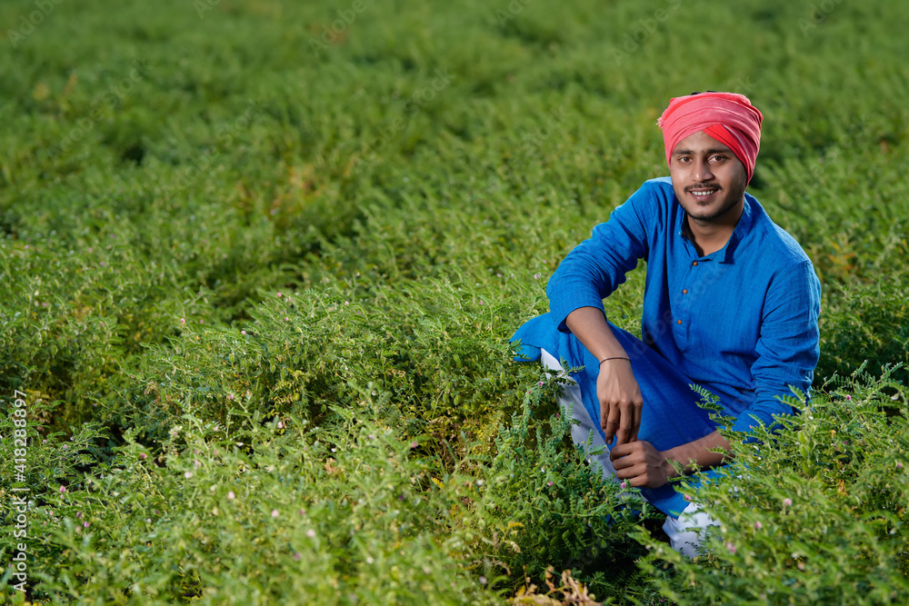 Fototapeta premium Indian farmer at the chickpea field