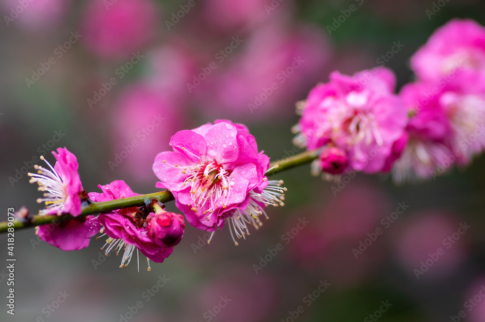 Plum blossoms in spring in Yellow Crane Tower Park, Wuhan, Hubei Plum blossoms in spring in Yellow Crane Tower Park, Wuhan, Hubei