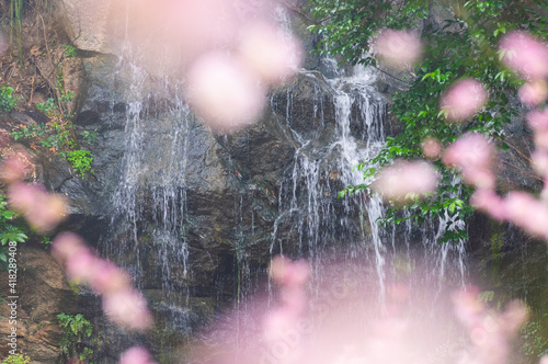 Plum blossoms in spring in Yellow Crane Tower Park, Wuhan, Hubei