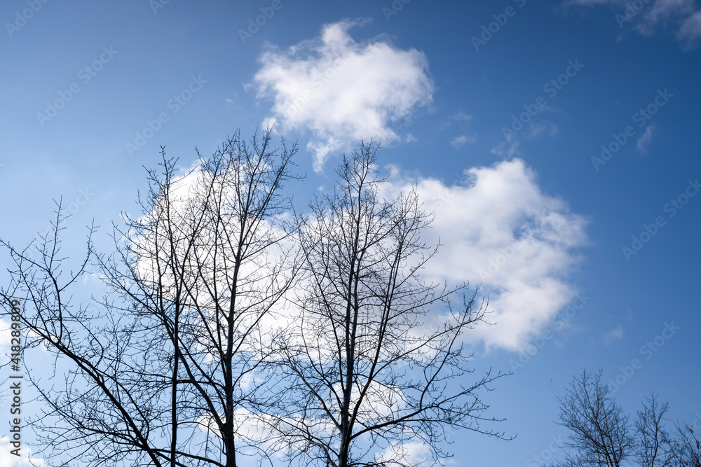 Autumn branches of trees, against a blue sky with white clouds. Autumn branches of trees, against a blue sky with white clouds.
