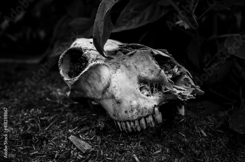 Animal skull © Thanh