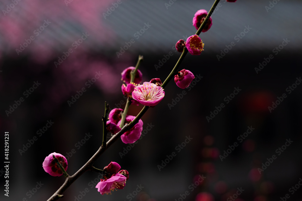 Plum blossoms in spring in Yellow Crane Tower Park, Wuhan, Hubei Plum blossoms in spring in Yellow Crane Tower Park, Wuhan, Hubei