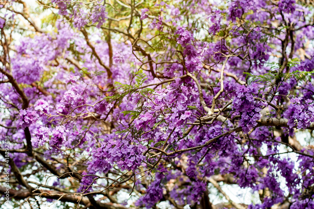 Jacaranda tree in a full bloom with beautiful purple flowers. Jacaranda tree in a full bloom with beautiful purple flowers.