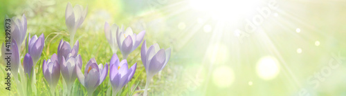 Spring background with purp...