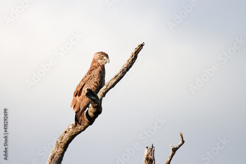 Kruger National Park: Brown snake-eagle