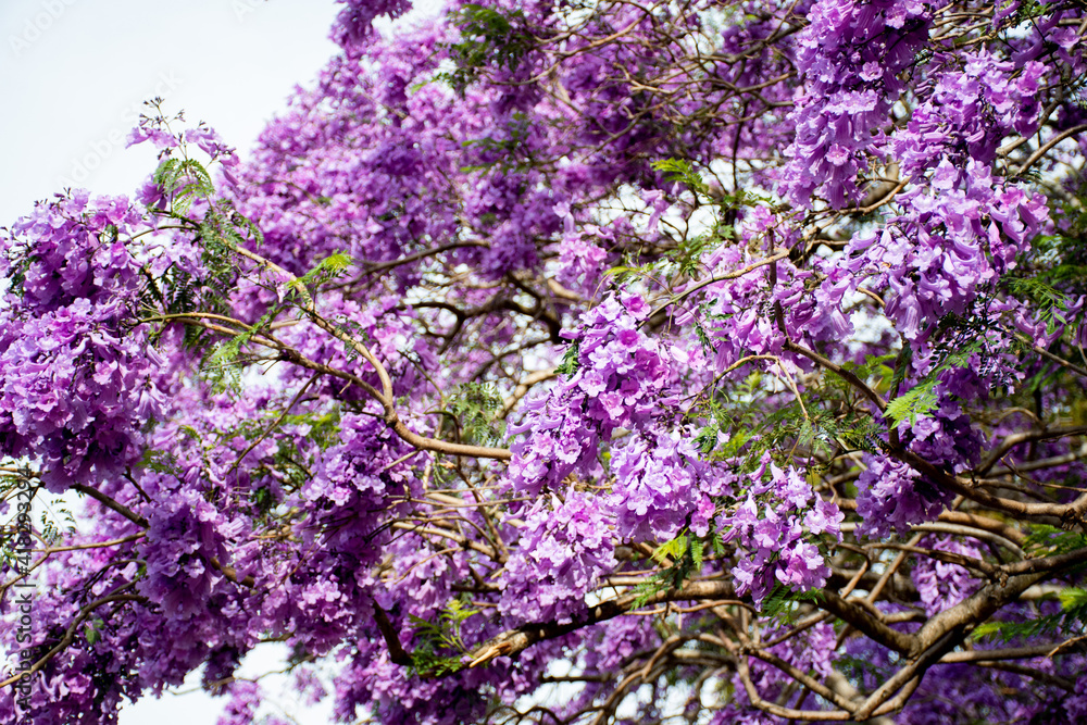 Jacaranda tree in a full bloom with beautiful purple flowers.