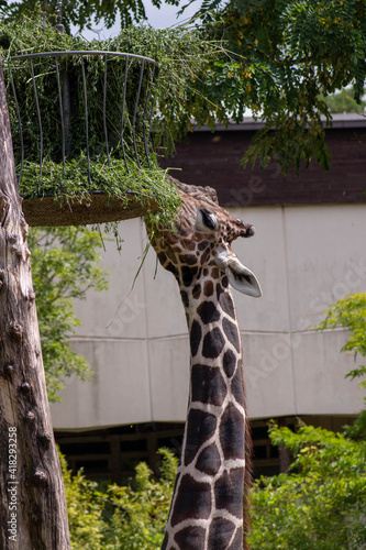 Giraffe am fressen  