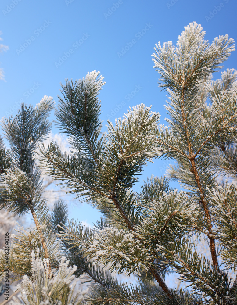 Green branches of a Christmas tree, covered with snow in winter, on a sunny day. Green branches of a Christmas tree, covered with snow in winter, on a sunny day.