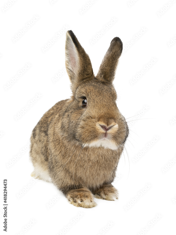 Obraz premium brown rabbit isolated on white background