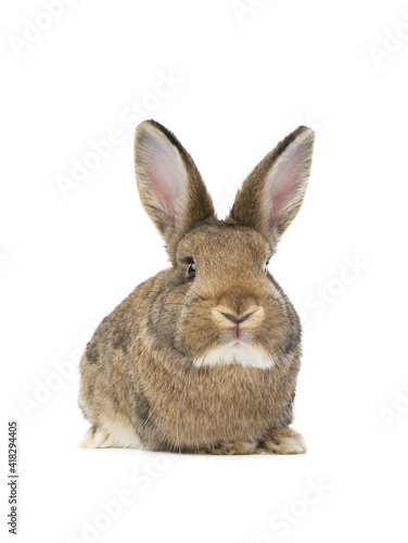brown rabbit isolated on white background