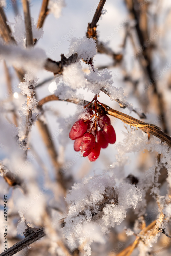 red barberry berries frozen in winter on the branches red barberry berries frozen in winter on the branches