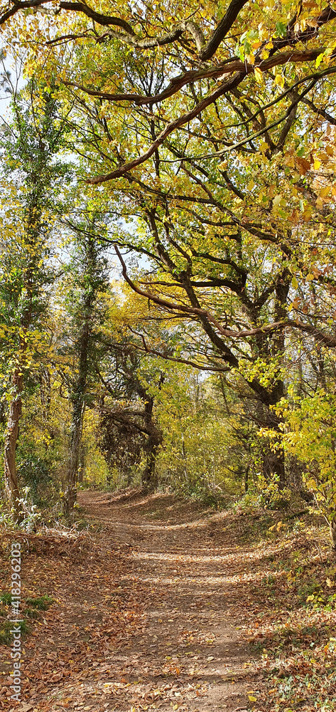 Naklejka premium Remagen Germany November 2020 a winding path in the forest with trees on both sides of the path in beautiful autumn weather