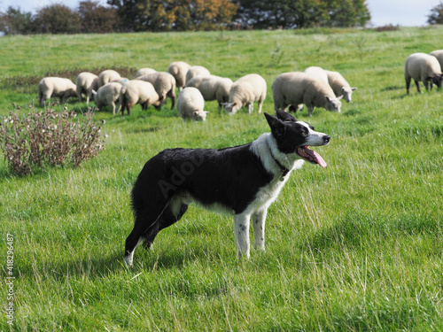 Working Sheep Dog