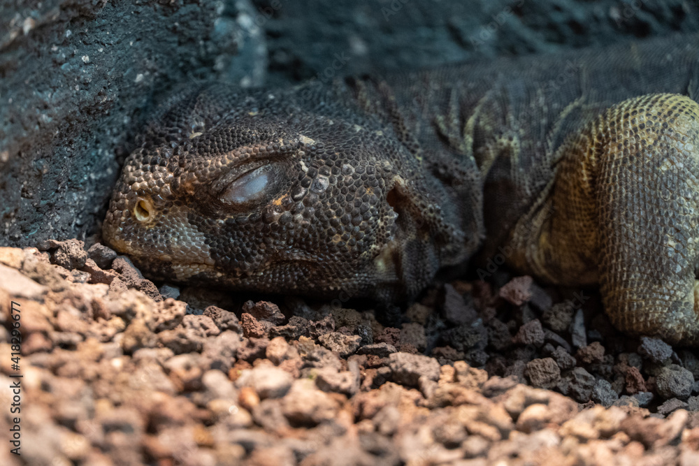 Obraz premium A green Leiptien's Spiny Tailed Lizard head shot sleeping on a ground in the rocks very close up (Uromastyx aegyptia leptieni).
