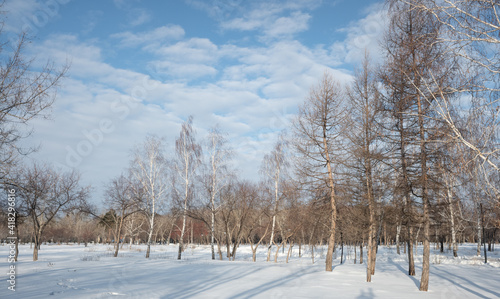 landscape in a winter forest park against the blue sky © Prikhodko