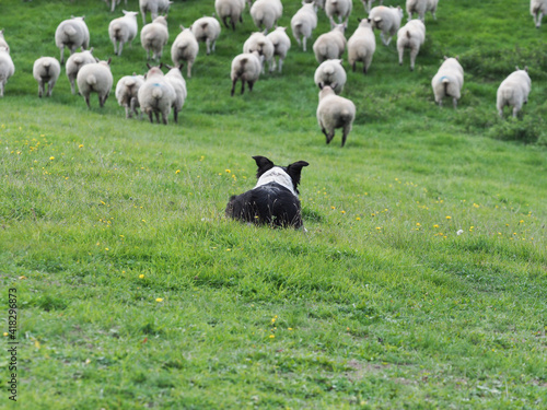 Working Sheep Dog