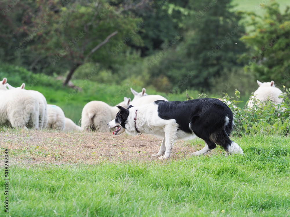 Working Sheep Dog