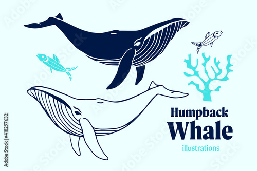 Humpback whale vector illustrations