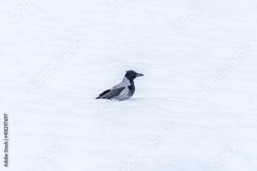 Black Headed Crow in the Snow