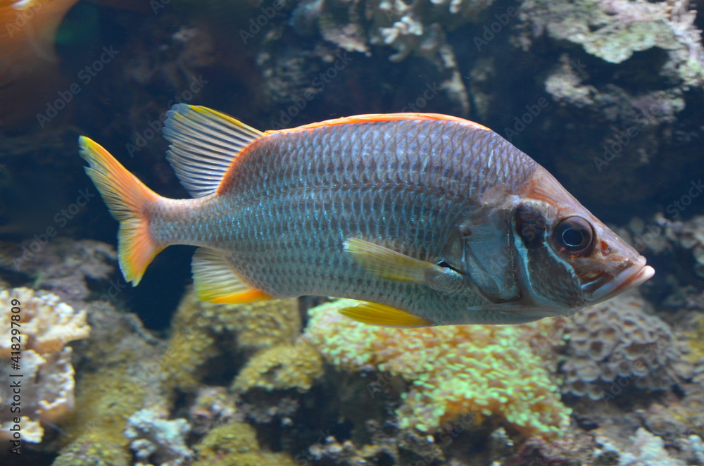 Einhörnchenfisch, Actinopterygii, adioryx spinifer Einhörnchenfisch, Actinopterygii, adioryx spinifer