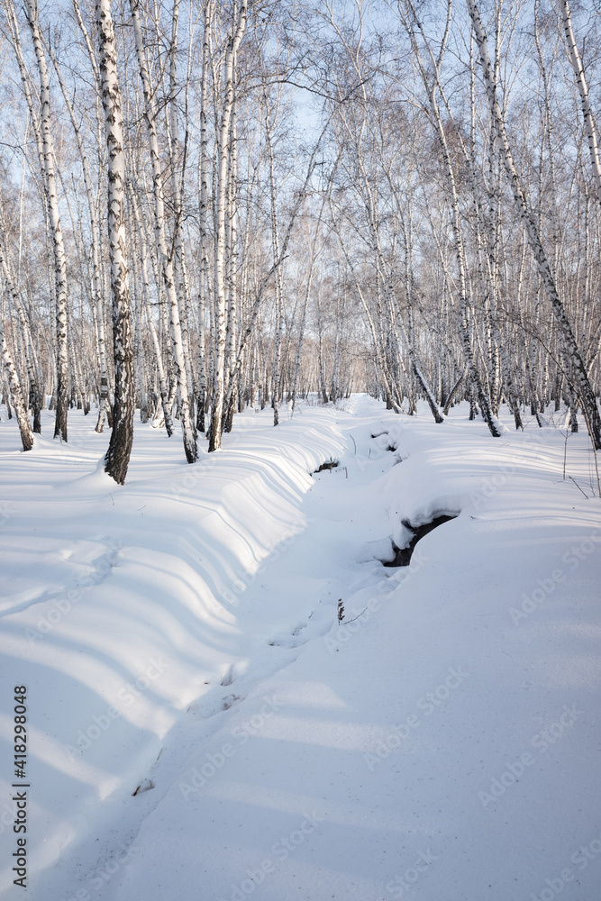 winter landscape birch forest blue sky sunny day winter landscape birch forest blue sky sunny day