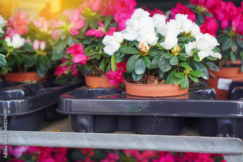 Wallpaper Mural Spring potting and gardening background. Azalea flowers sale. Torontodigital.ca