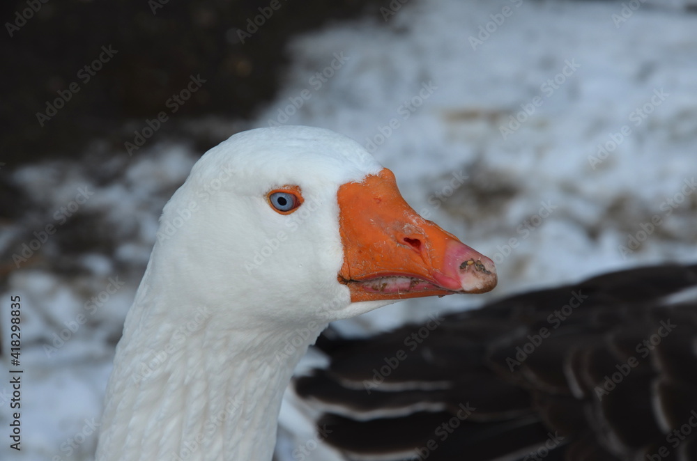 Gans Gans