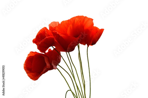 Mohnblumen auf dem weißen Hintergrund