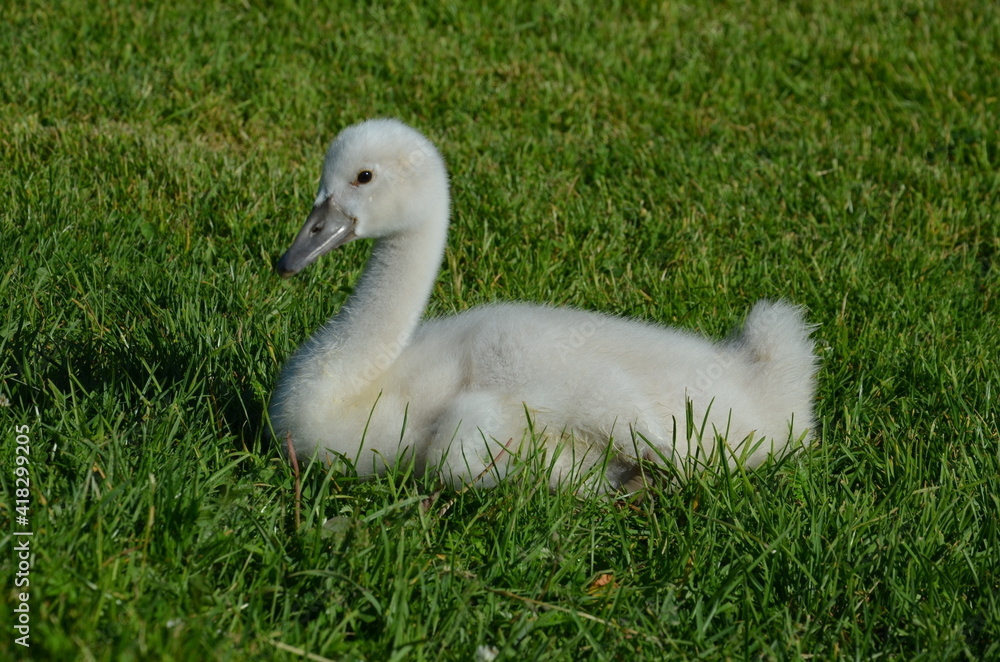 Schwäne, schwänenbabys