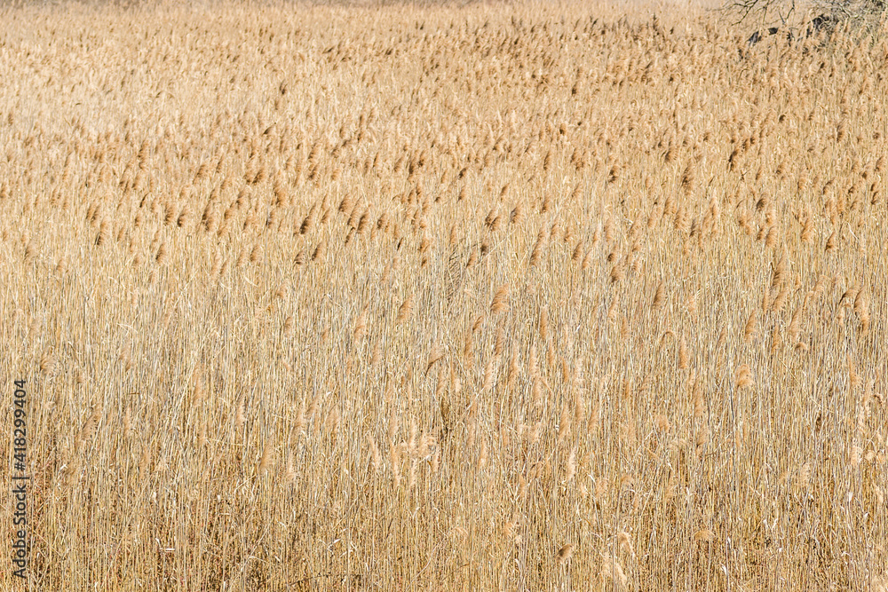 Fototapeta premium Landscape, in front of the forest sown with reeds, Petrovaradin, Novi Sad, Serbia. 