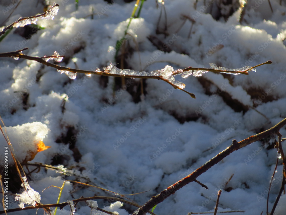 snow covered tree