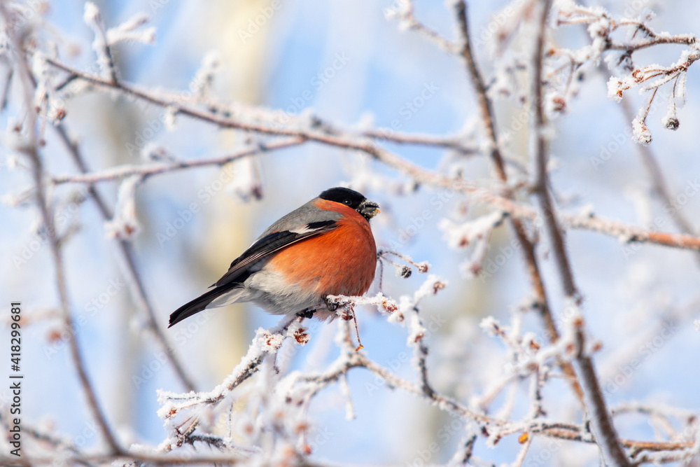 Beautiful birds in winter on a tree branch against the background of the sky. Beautiful birds in winter on a tree branch against the background of the sky.