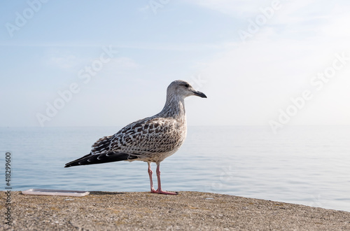 Young seagull standing on a harbour wall