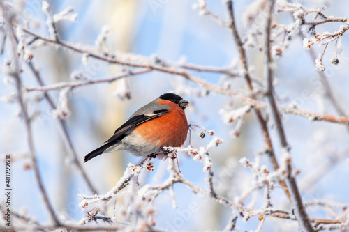 Beautiful birds in winter on a tree branch against the background of the sky.