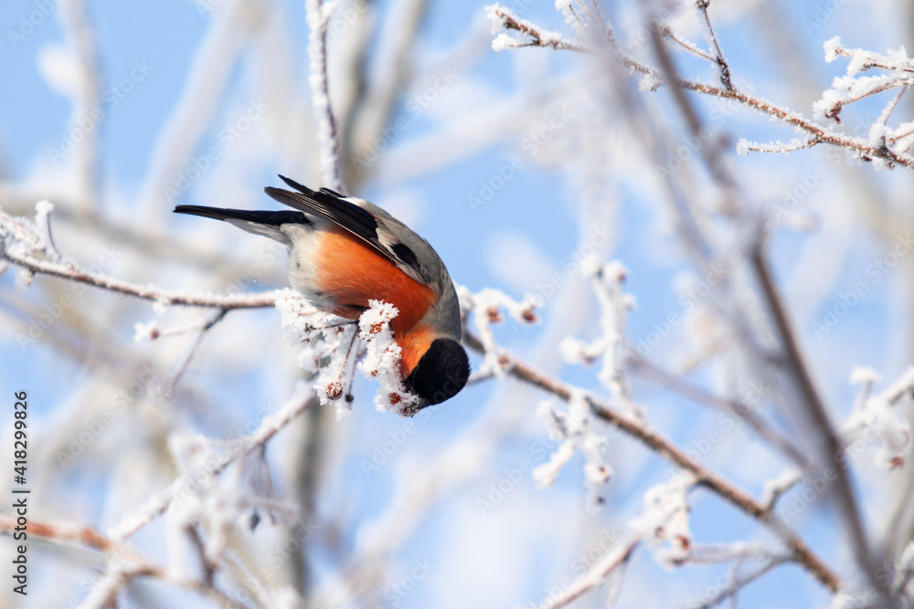 Beautiful birds in winter on a tree branch against the background of the sky. Beautiful birds in winter on a tree branch against the background of the sky.