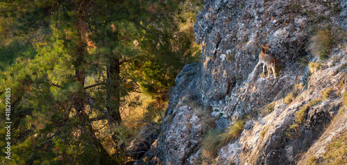 Young spanish ibex on top of the rocks