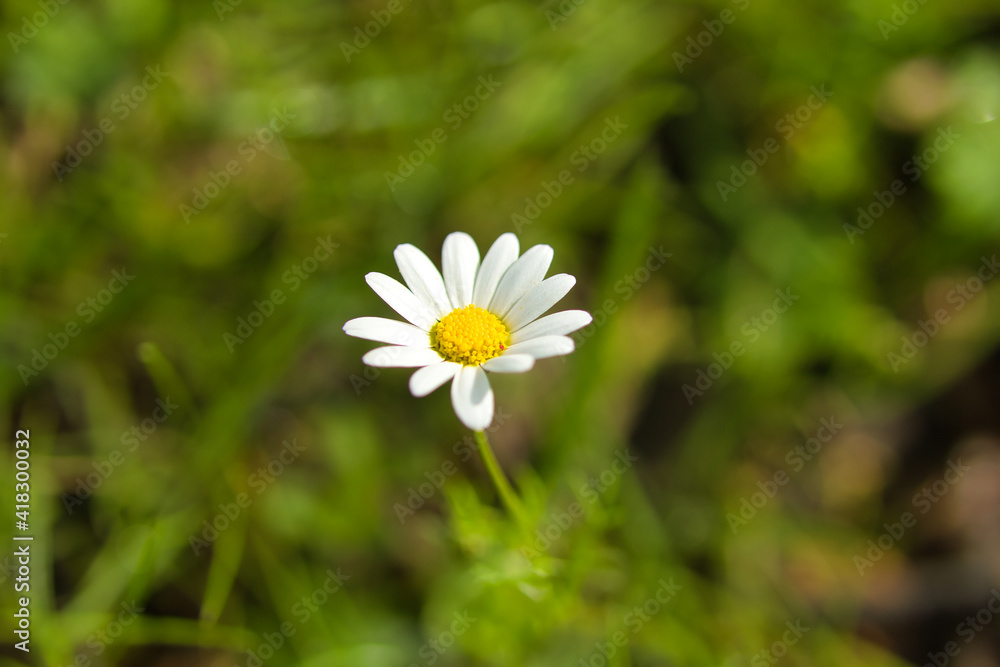 Daisy flower in foreground with background out of focus. Daisy flower in foreground with background out of focus.