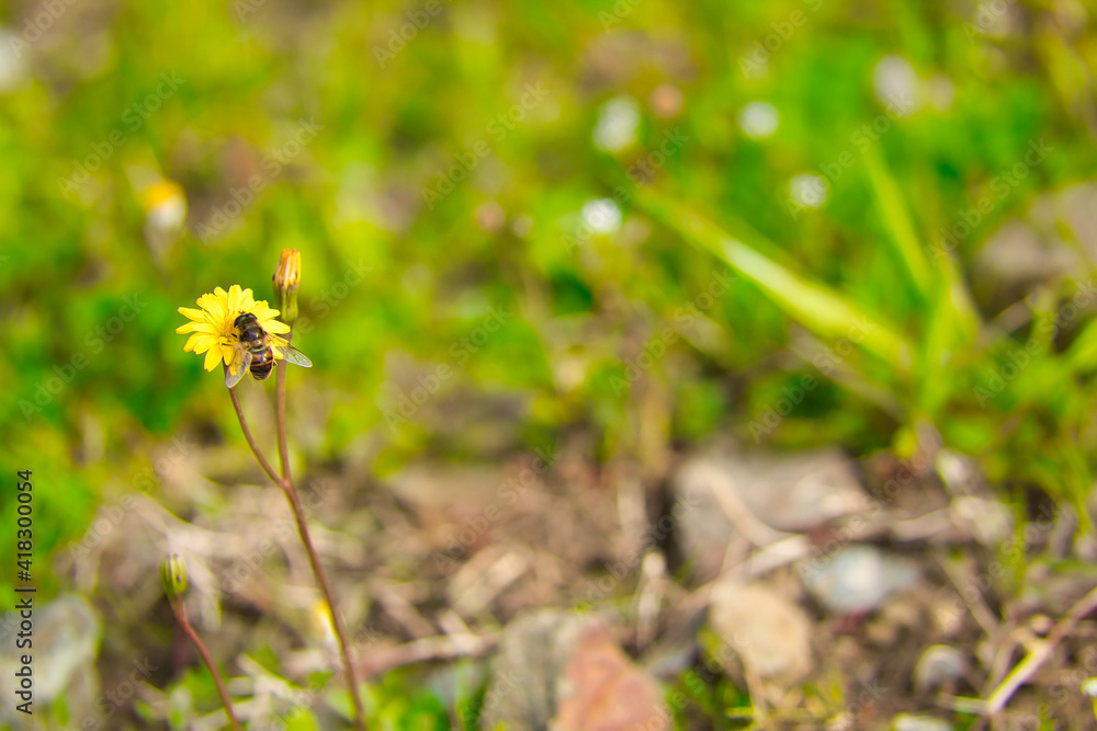 Bee loaded with pollen on yellow daisy.