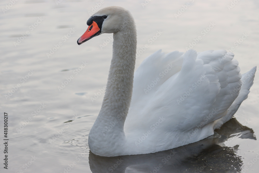 Fototapeta premium An adult swan bird floating on the water.