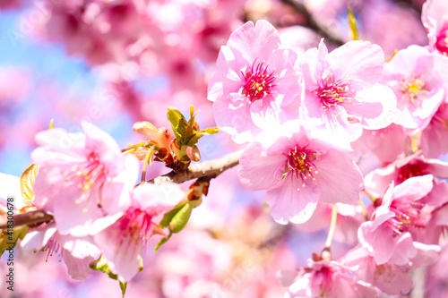 河津桜 サクラ 花 ピンク 花びら 満開 春 さくら 桜 入学 卒業 美しい 可憐 淡い