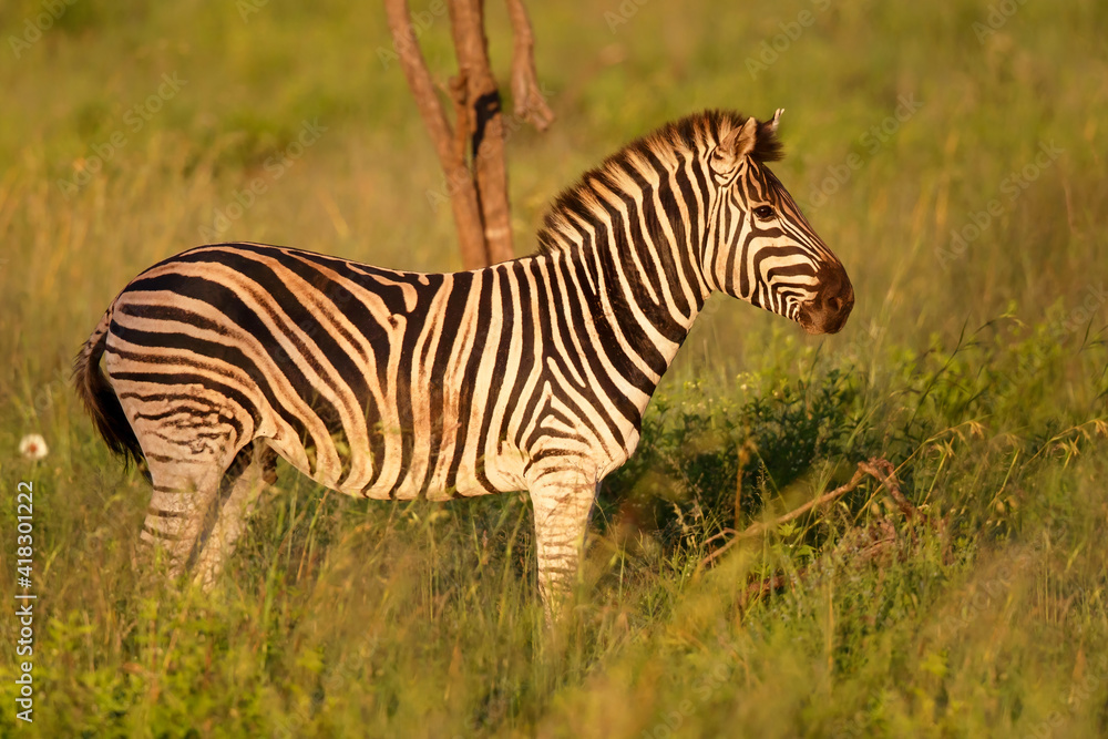 Fototapeta premium Zebra walking around in Nambiti Game Reserve near Ladysmith in South Africa